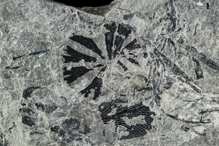 Bargain, Pennsylvanian Fossil Horsetail Plate - Kentucky #112897